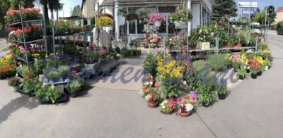 Blumen Dani - Wien