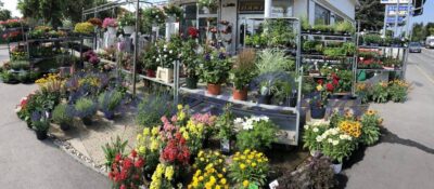 Blumen Dani - Wien