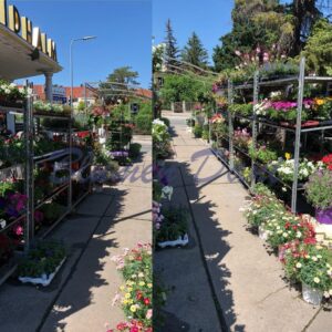 Blumen Dani - Wien