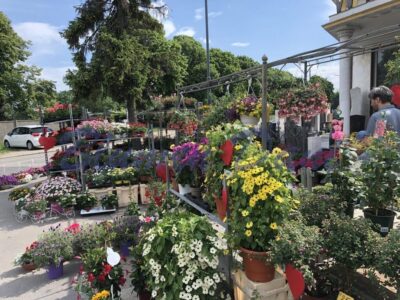 Blumen Dani - Wien