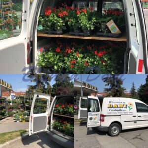Blumen Dani - Wien