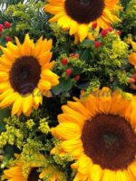 Bukett Sonnenblumen