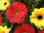 Bukett Gerbera