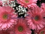 Bukett Gerbera