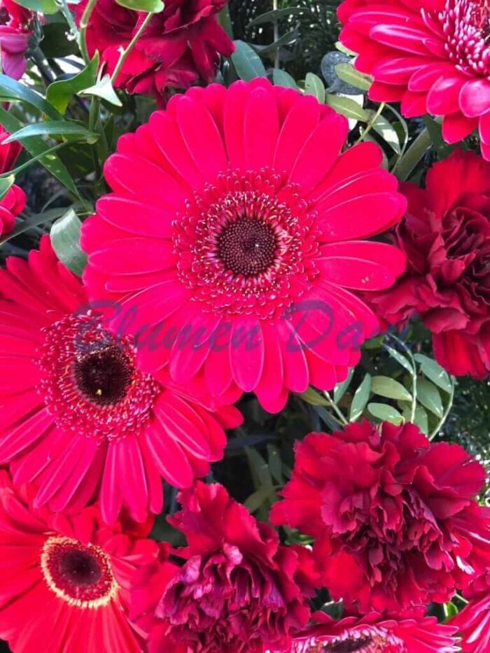 Bukett Gerbera und Nelken