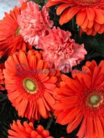 Bukett Gerbera und Nelken