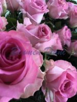 Herz_rosen