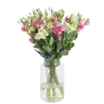 Lisianthus