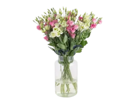 Lisianthus
