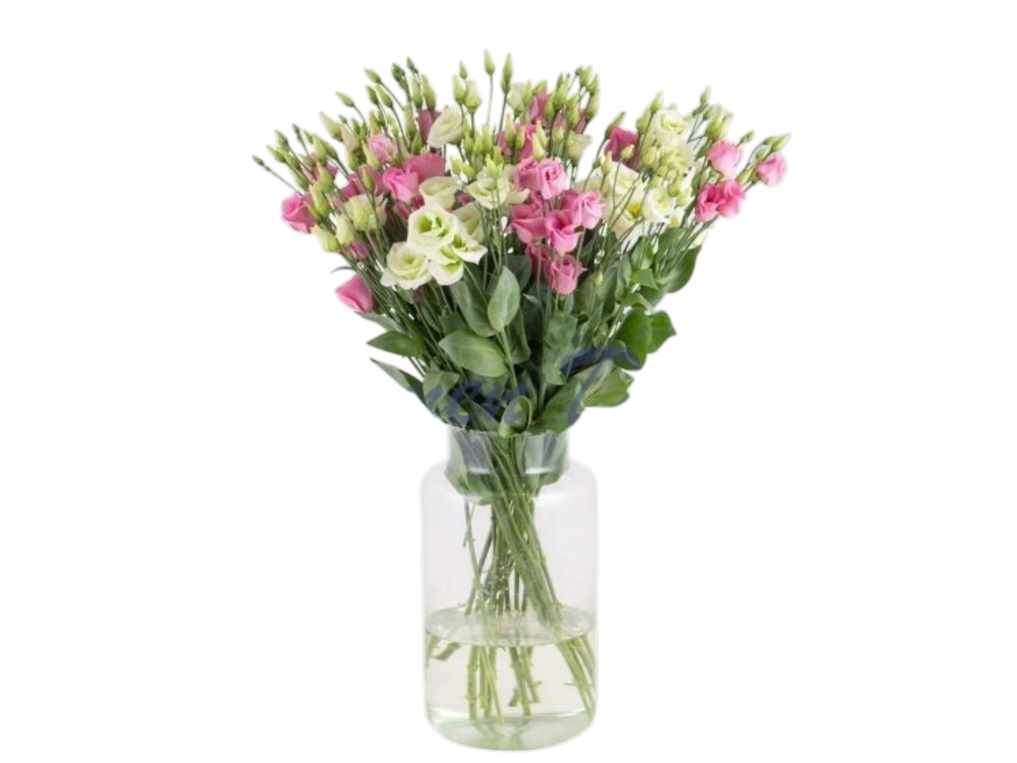 Lisianthus Lisianthus