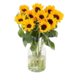 Sonnenblumen