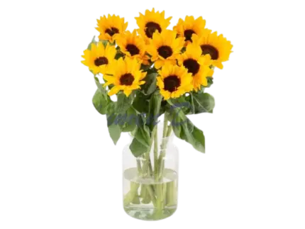 Sonnenblumen