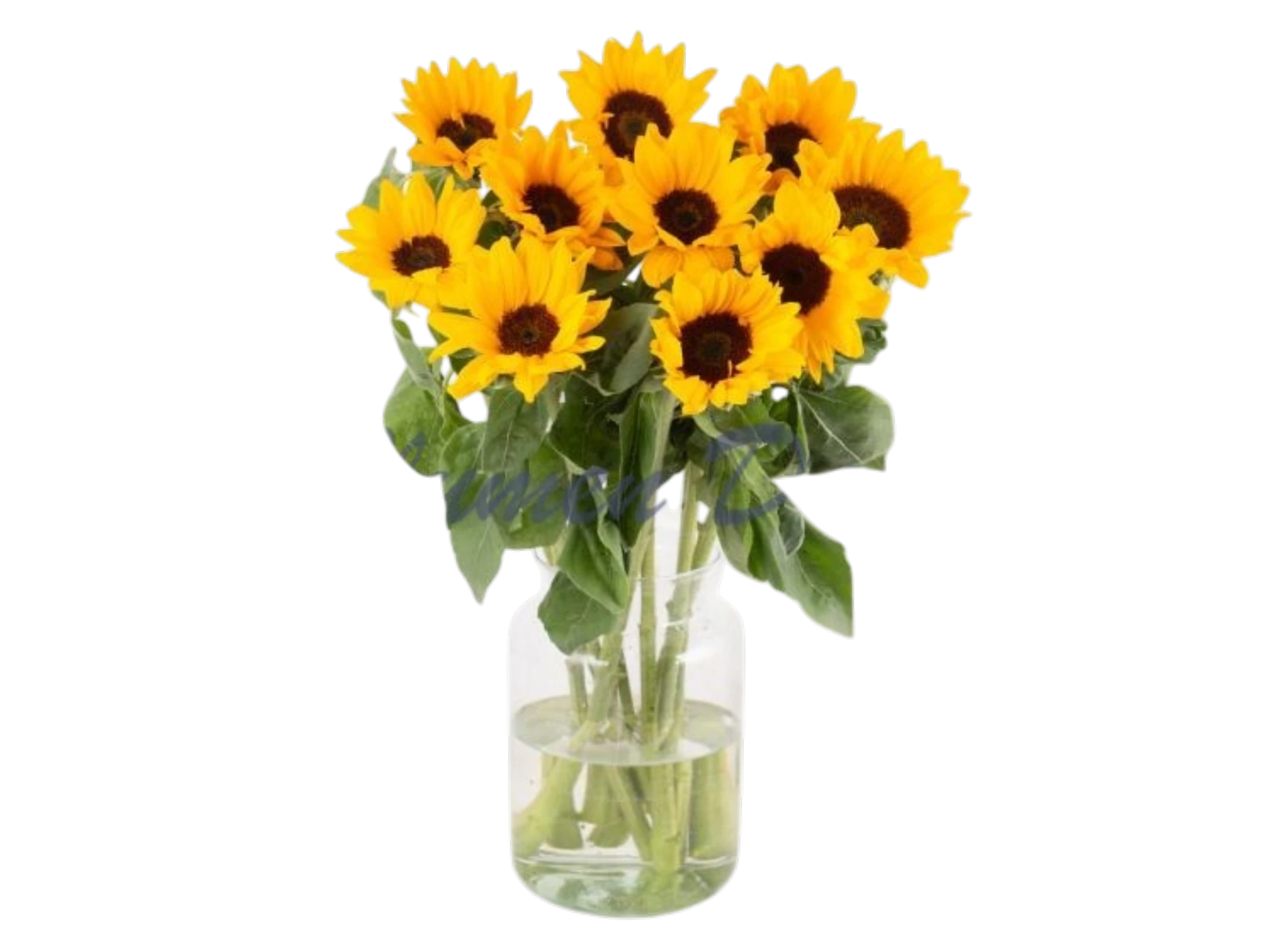 Sonnenblumen Sonnenblumen
