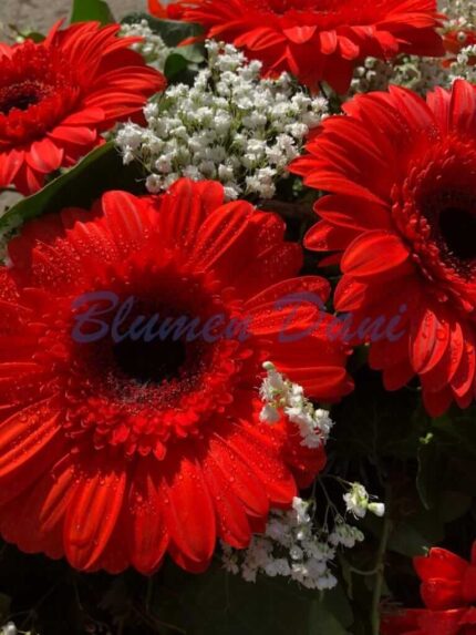 Gerbera-Kranz 2/3