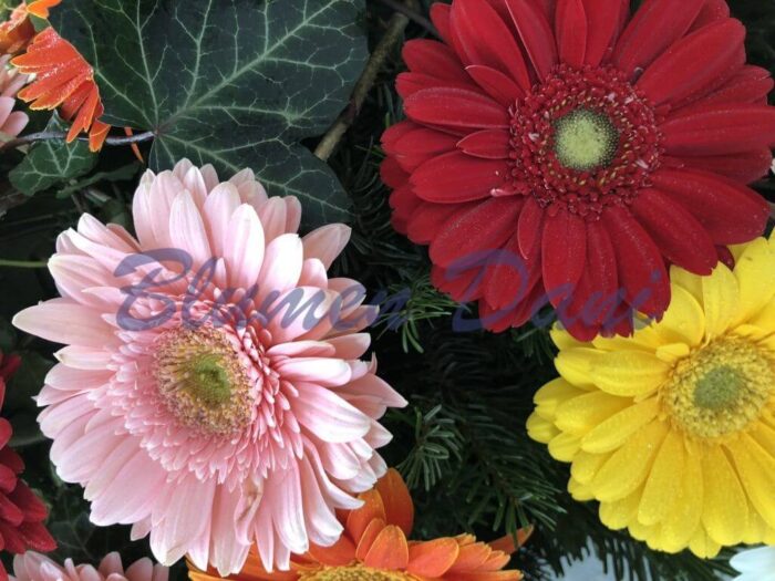 Gerbera-Kranz 2/3