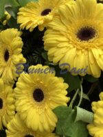 Gerbera-Kranz 2/3