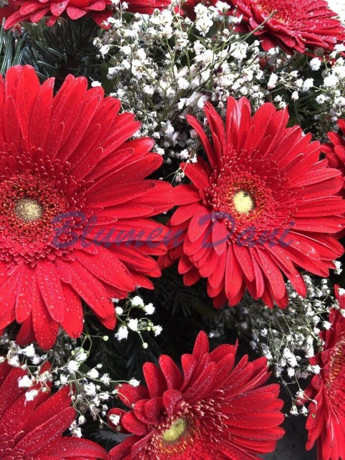Gerbera-Kranz 2/3