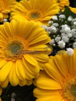 Gerbera-Kranz voll