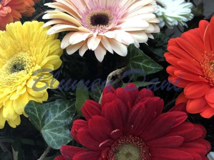 Gerbera-Kranz voll