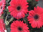 Gerbera-Kranz voll