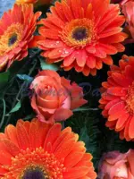 Gerbera-Rosen Kranz 2/3
