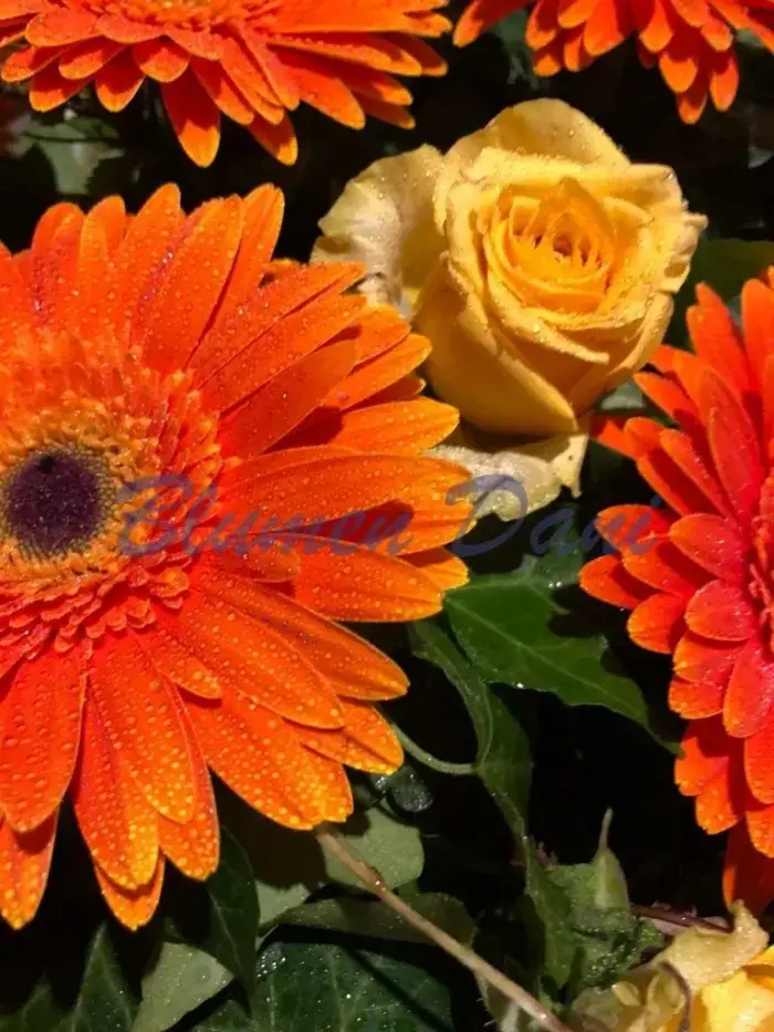 Gerbera-Rosen Kranz 2/3