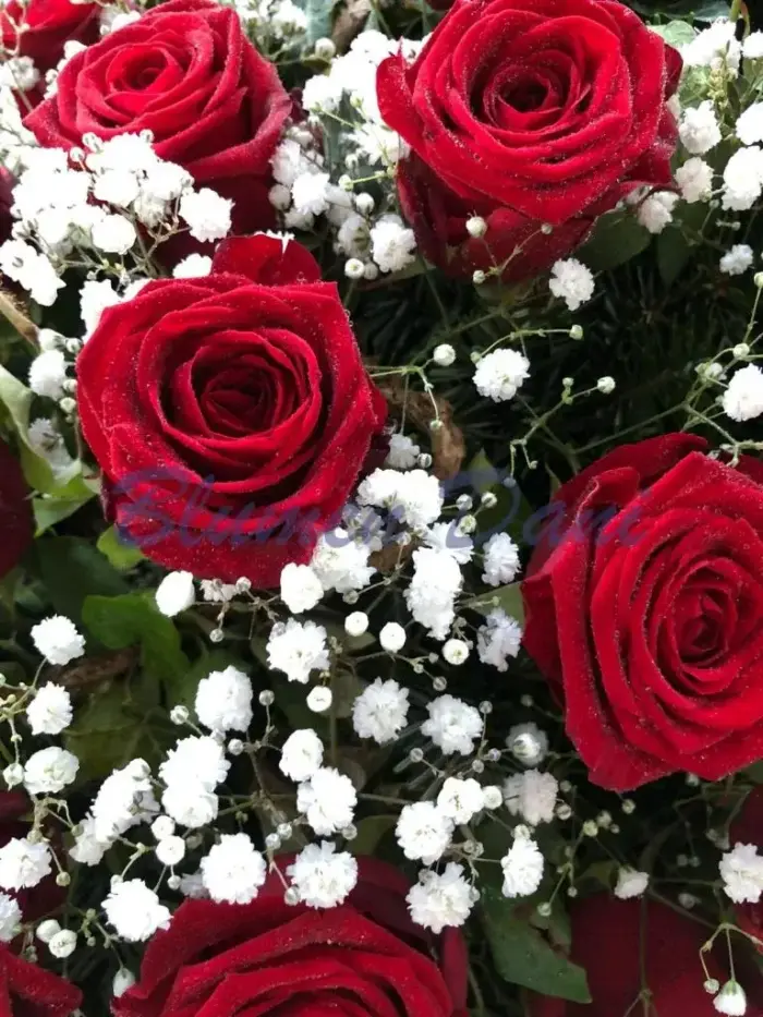 Rosen-Kranz 2/3