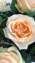 Rosen-Kranz 2/3
