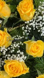 Rosen-Kranz voll