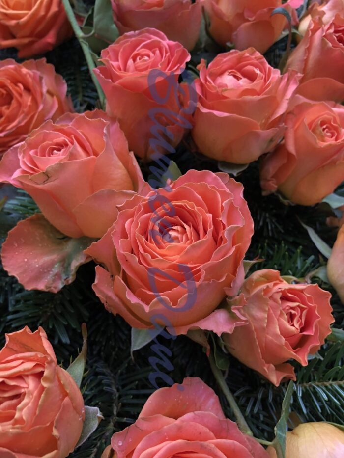 Rosen-Kranz voll