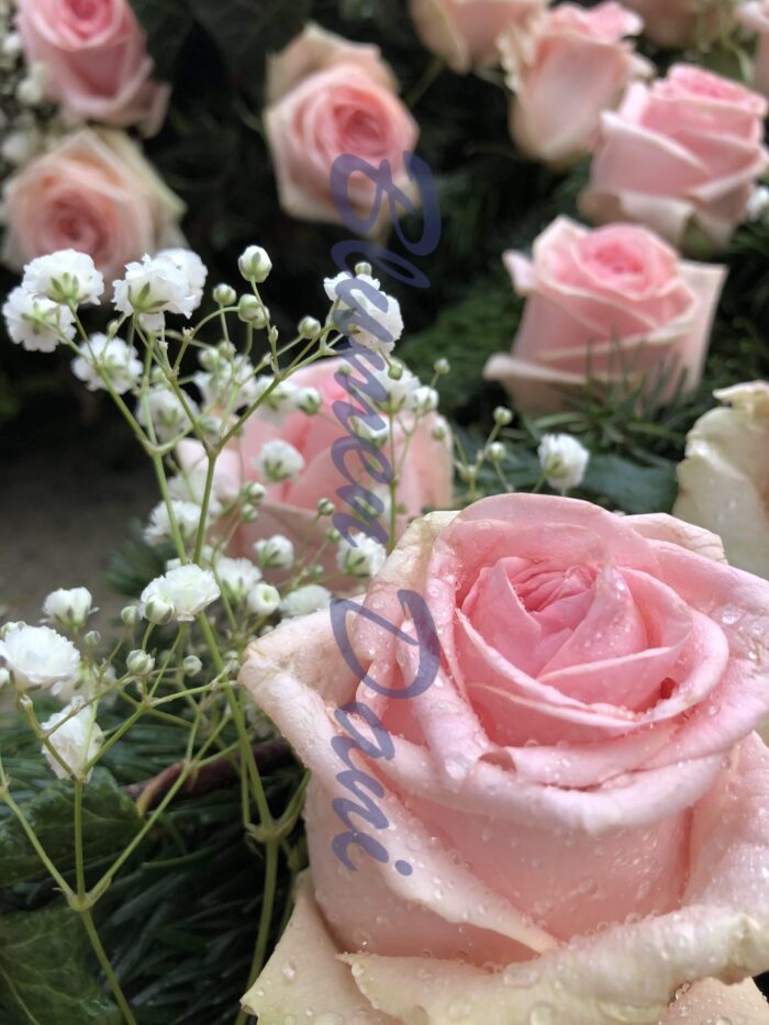 Rosen-Kranz voll