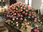 Sargdecke Rosen