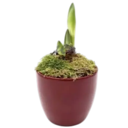 AmaryllTopf