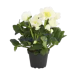 christrose