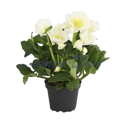 christrose