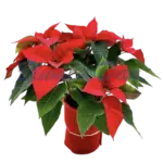 weihnachtsstern