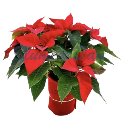 weihnachtsstern